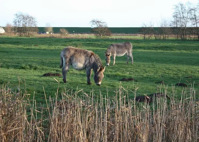 Haus Deichblick Vollerwiek